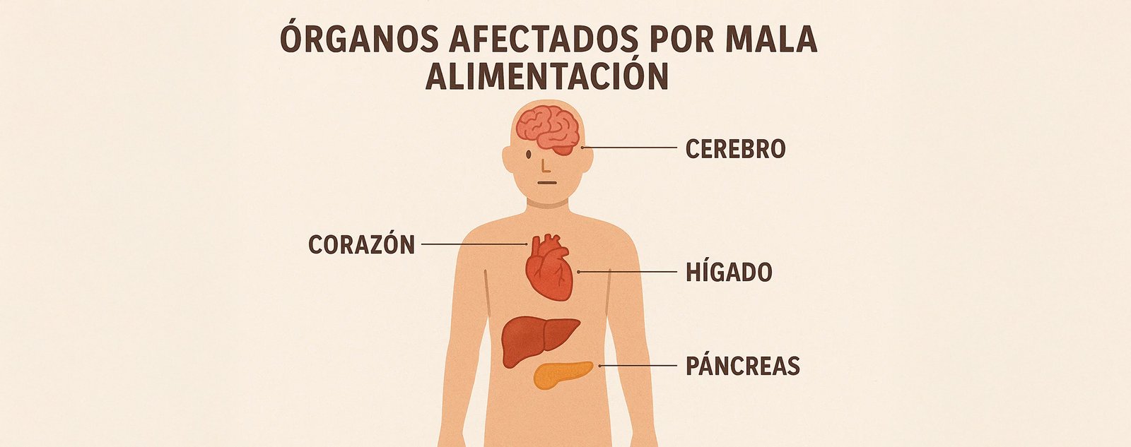 Algunos de los órganos afectados por la mala alimentación.